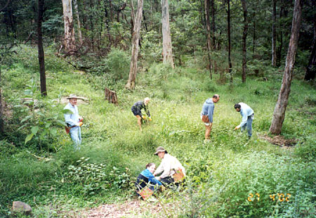 Bushcare volunteers at work